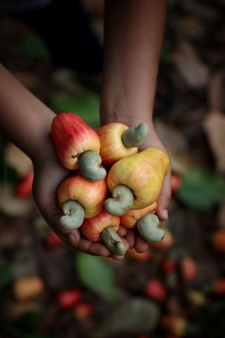 Cashew Nut Apple _ Cashew Nut Fruit.jpeg